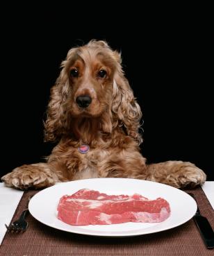 dog-raw-food-diet