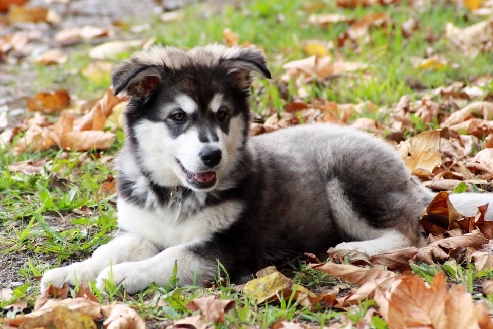 14 week puppy 14 week malamute puppy picket cross our paws rescue 14 week puppy 14 week malamute puppy picket cross our paws rescue
